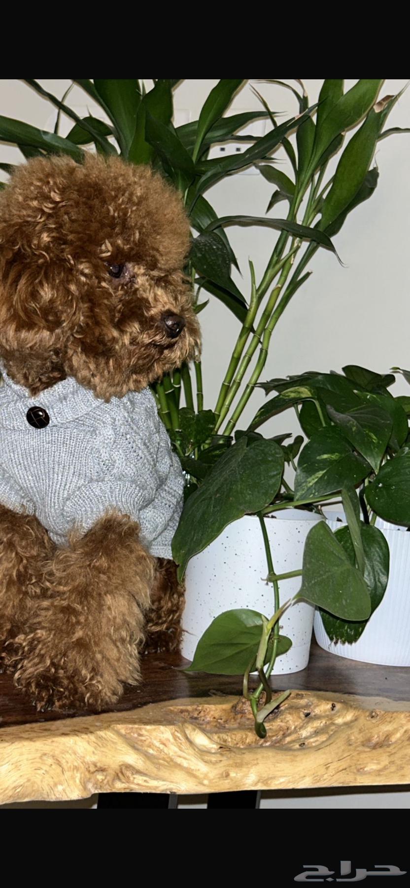 للبيع أنثى Toy Poodle مدربة وأليفة64410609465729114