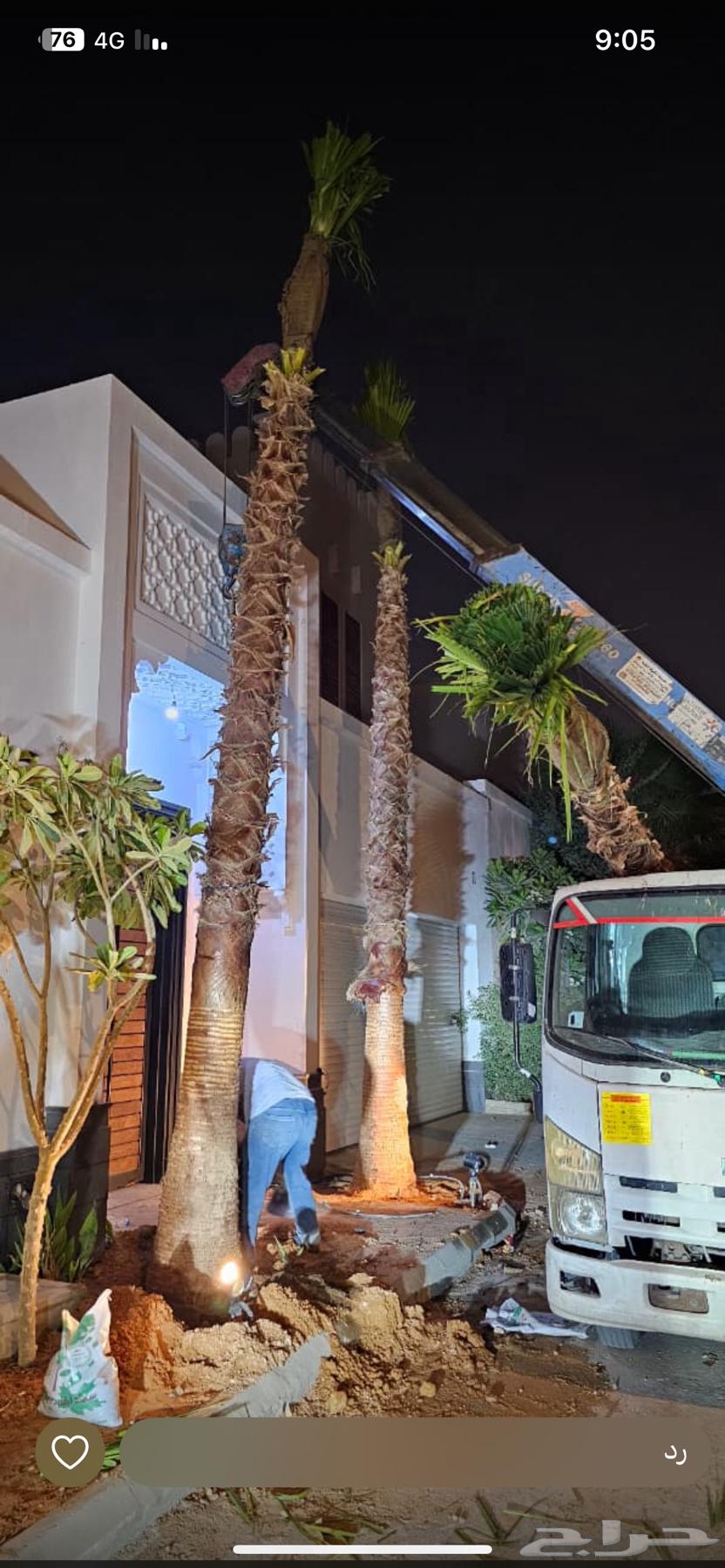نخل واشنطن زينه64141853270145114