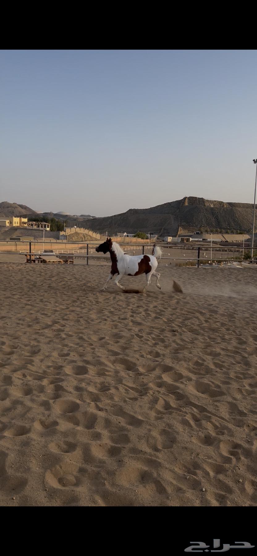 للبيع بونية فاخرة64410333063042110