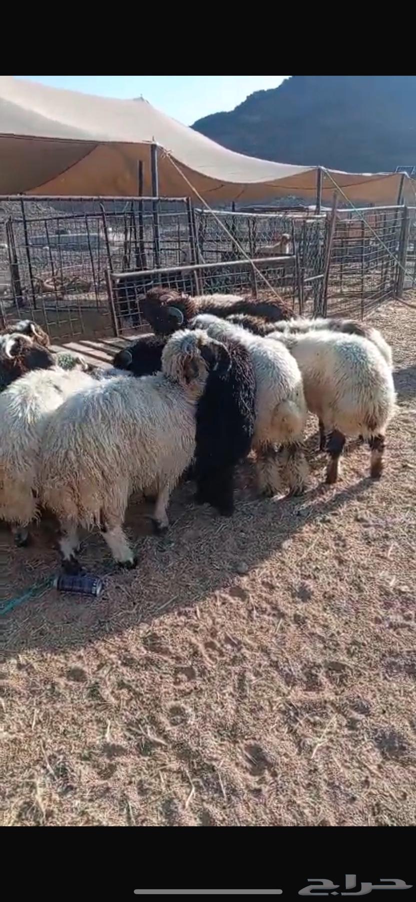 Naaim Sheep64406417084035112