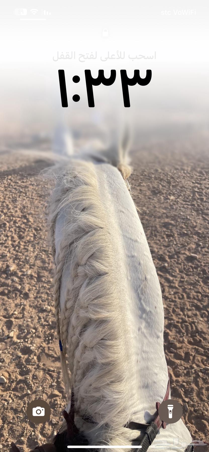 فحل للبيع64409268831746112