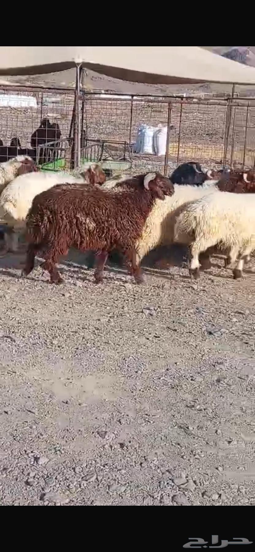 Naaim Sheep64406417084035113