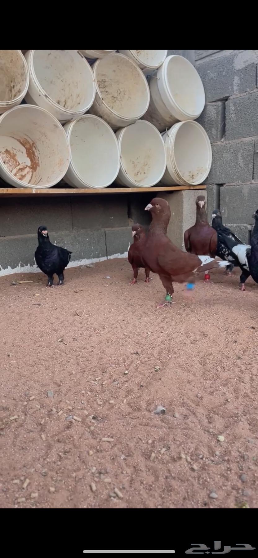 شامي خشن64406555051137111