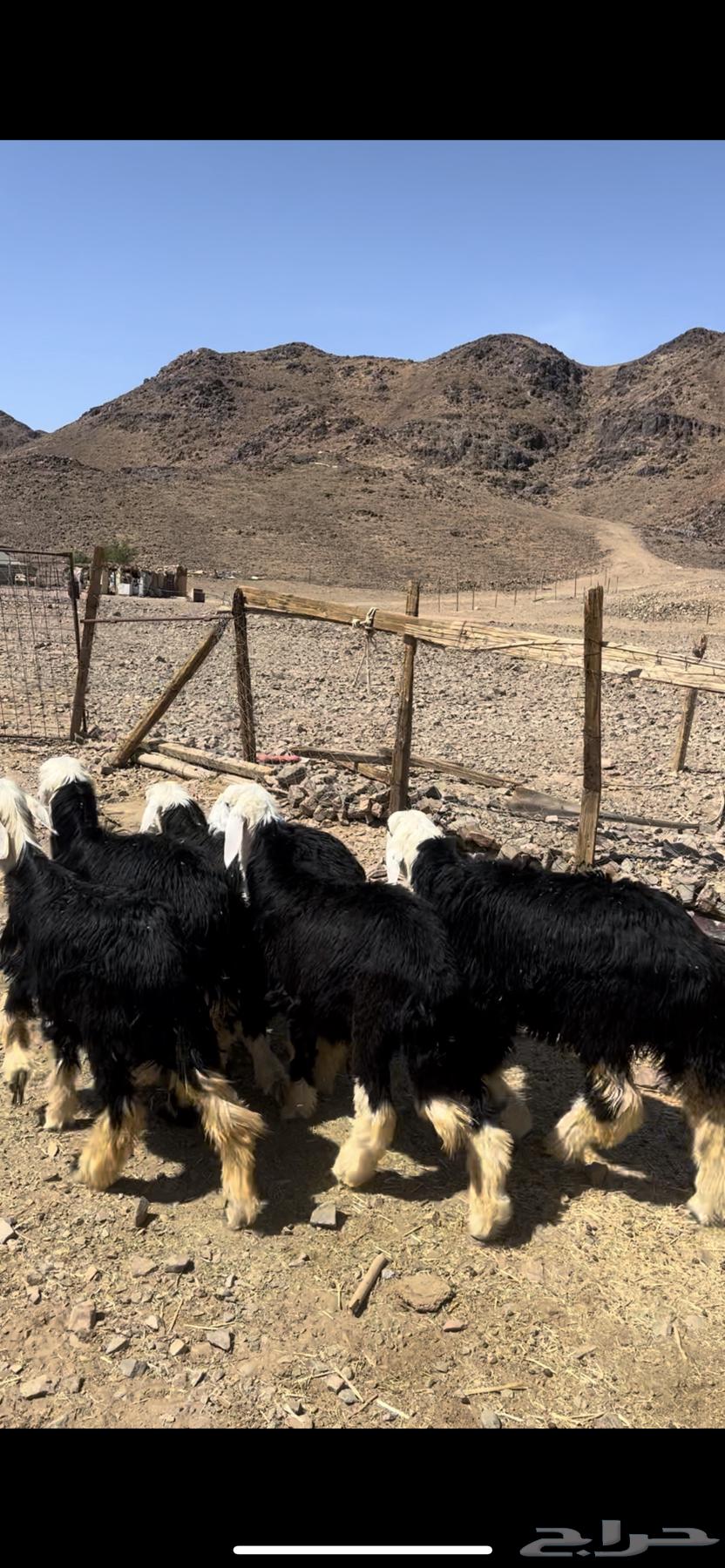 رخال جذعات نجد ( تم البيع)م64409115905667112