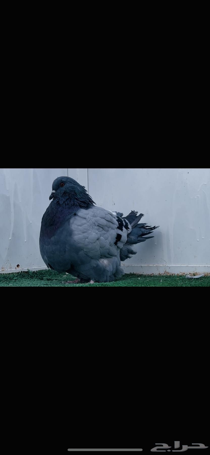 طبه فرش top64406054694274112