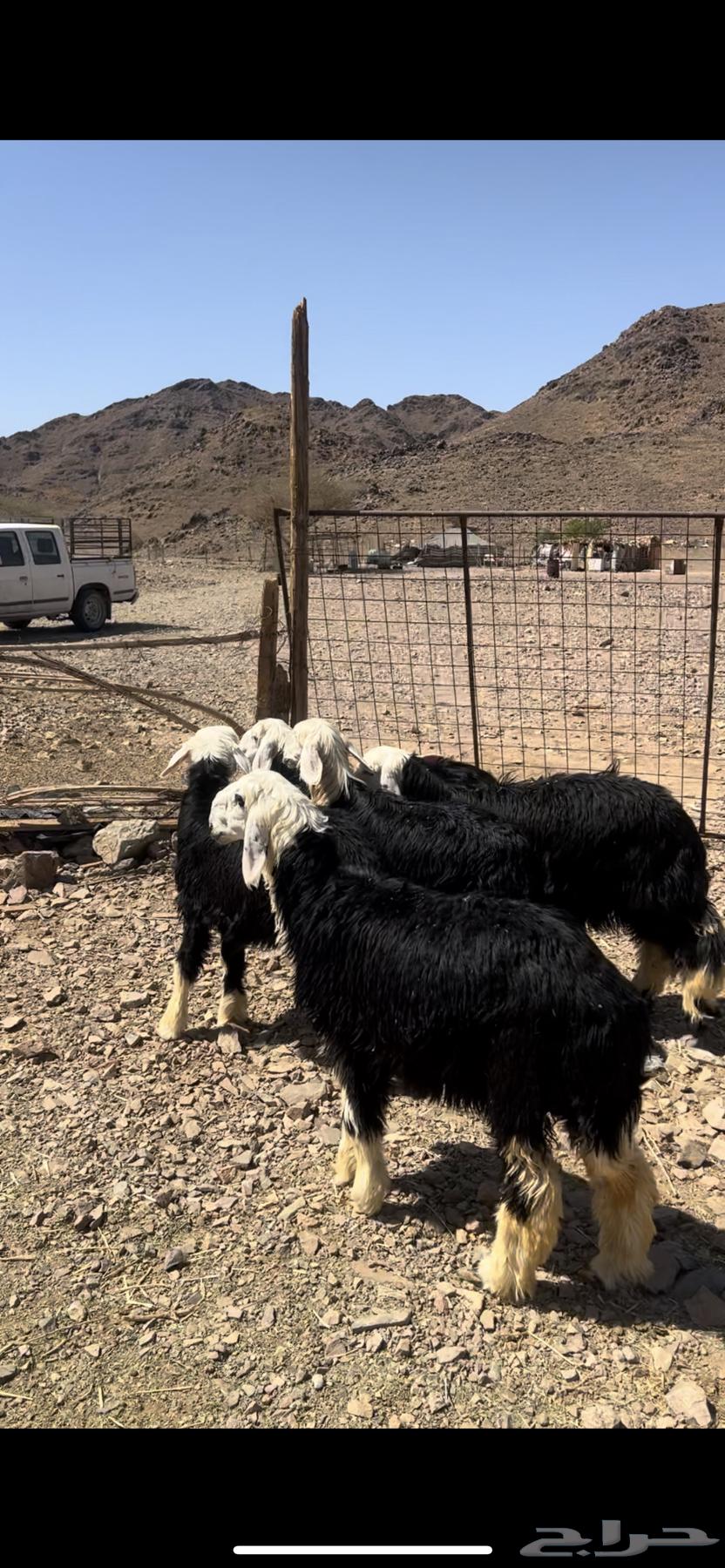 رخال جذعات نجد ( تم البيع)م64409115905667111