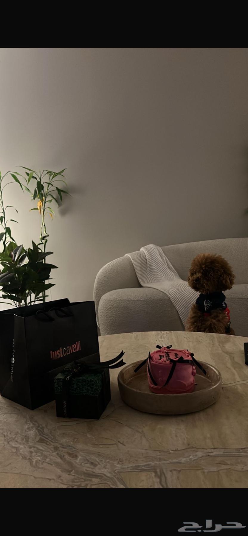 للبيع أنثى Toy Poodle مدربة وأليفة64410609465729111