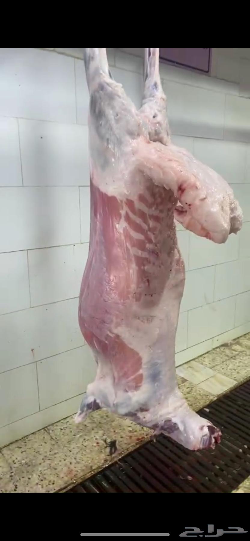 طليان جبره كبار64406820888961111