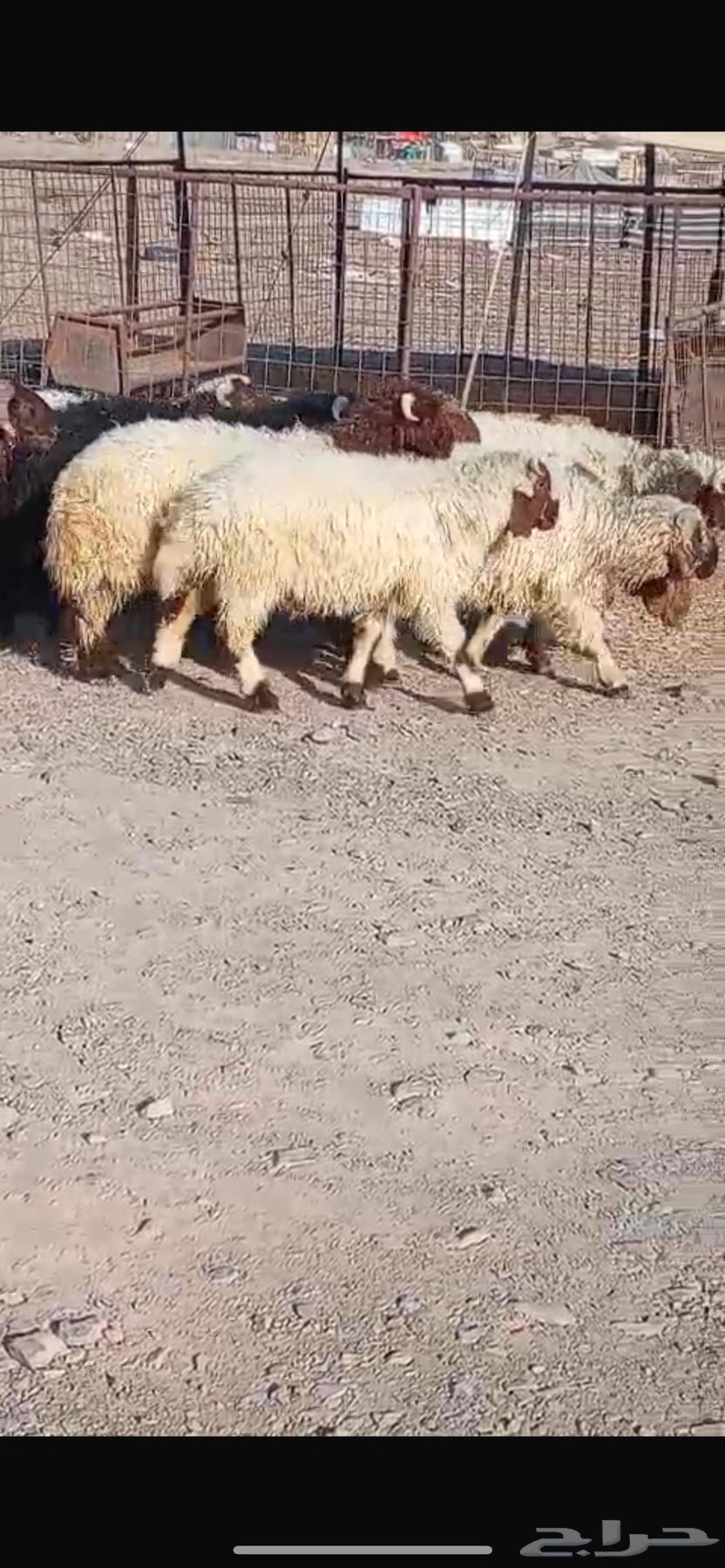 Naaim Sheep64406417084035110