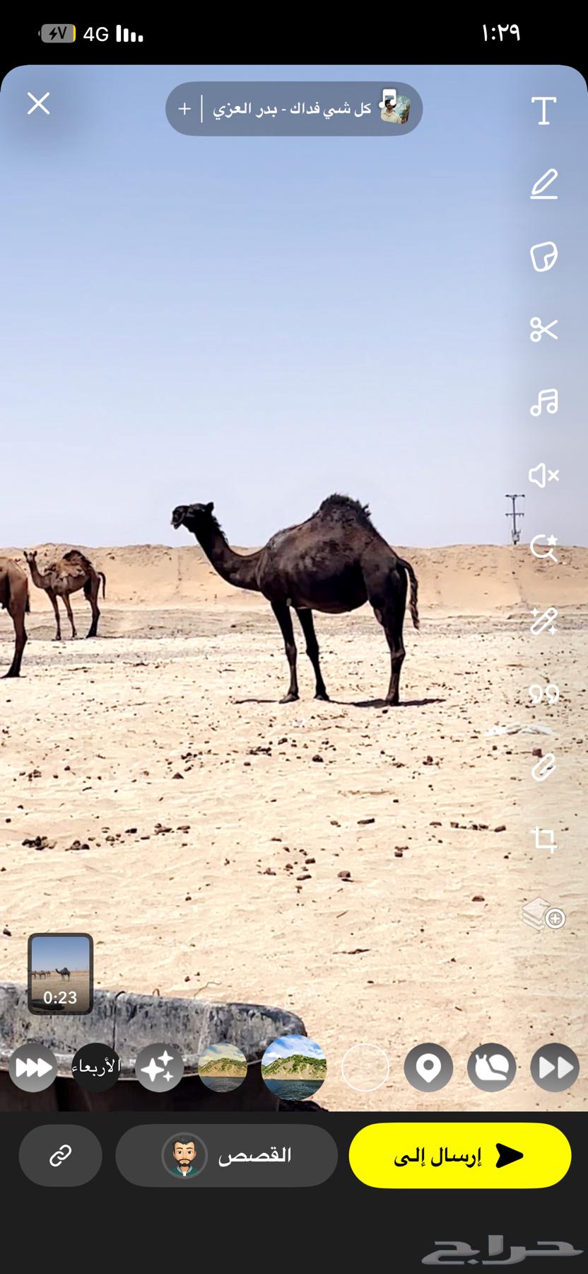 نياق للبيع العدد 464407839039617111