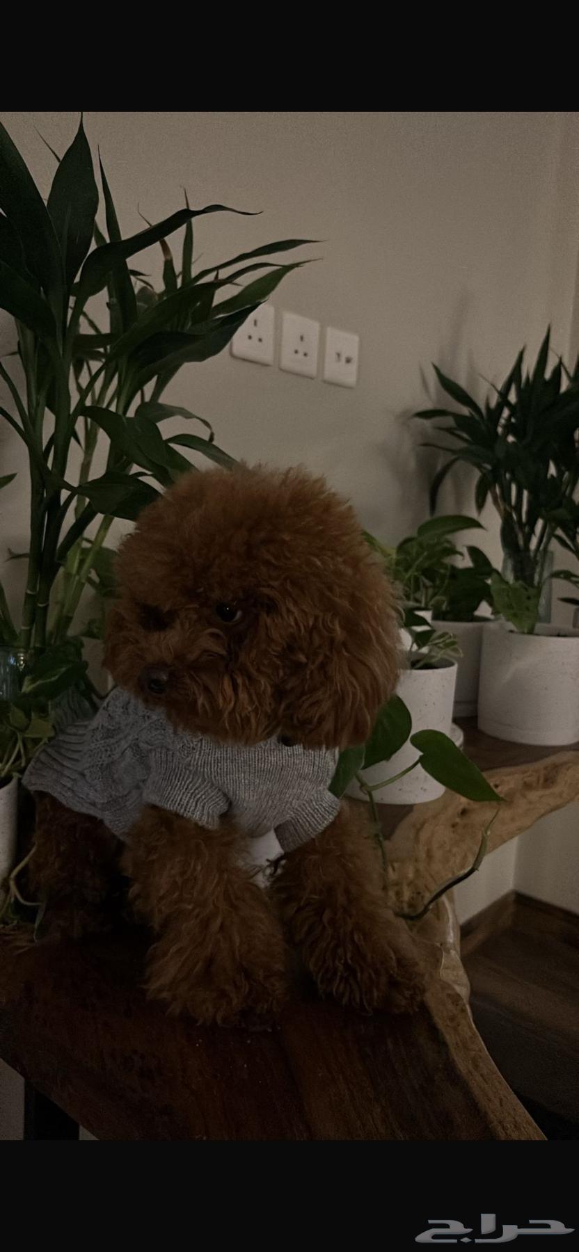 للبيع أنثى Toy Poodle مدربة وأليفة64410609465729113