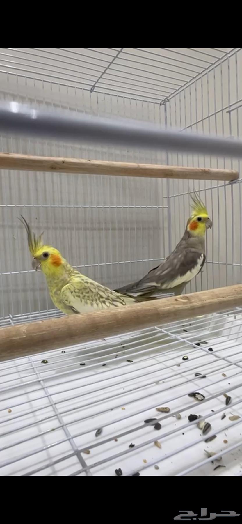 جوزكروان حق انتاج فقط وتغريد ماشاءالله سعر السوم 450 حد 50064407572698499110