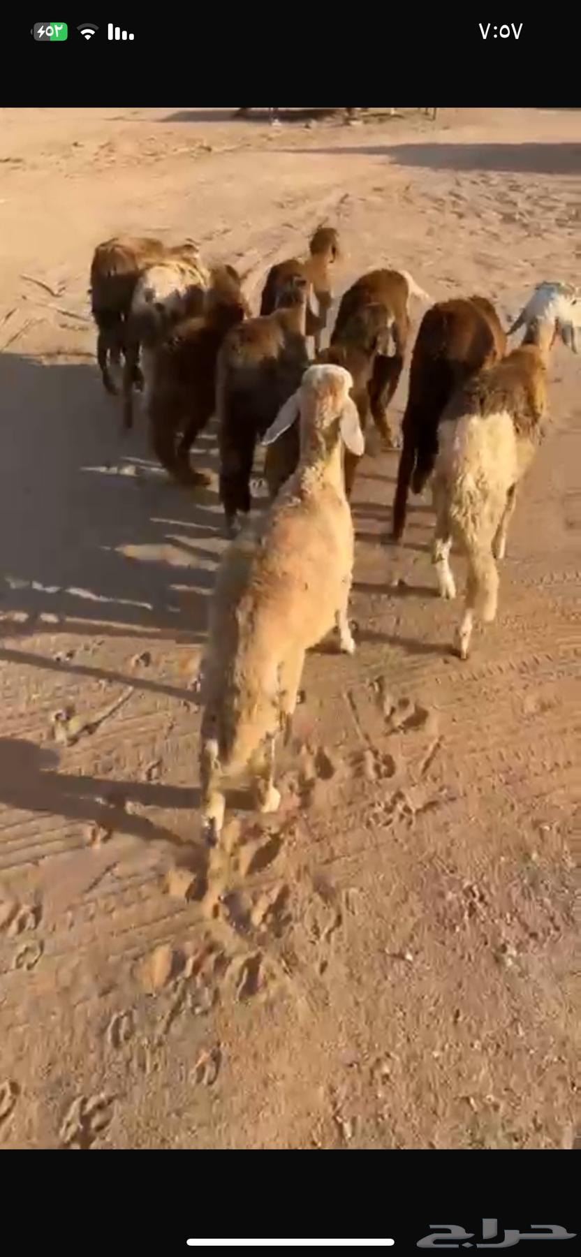 For sale, red Sudanese chickens (Sold)64410853787907110