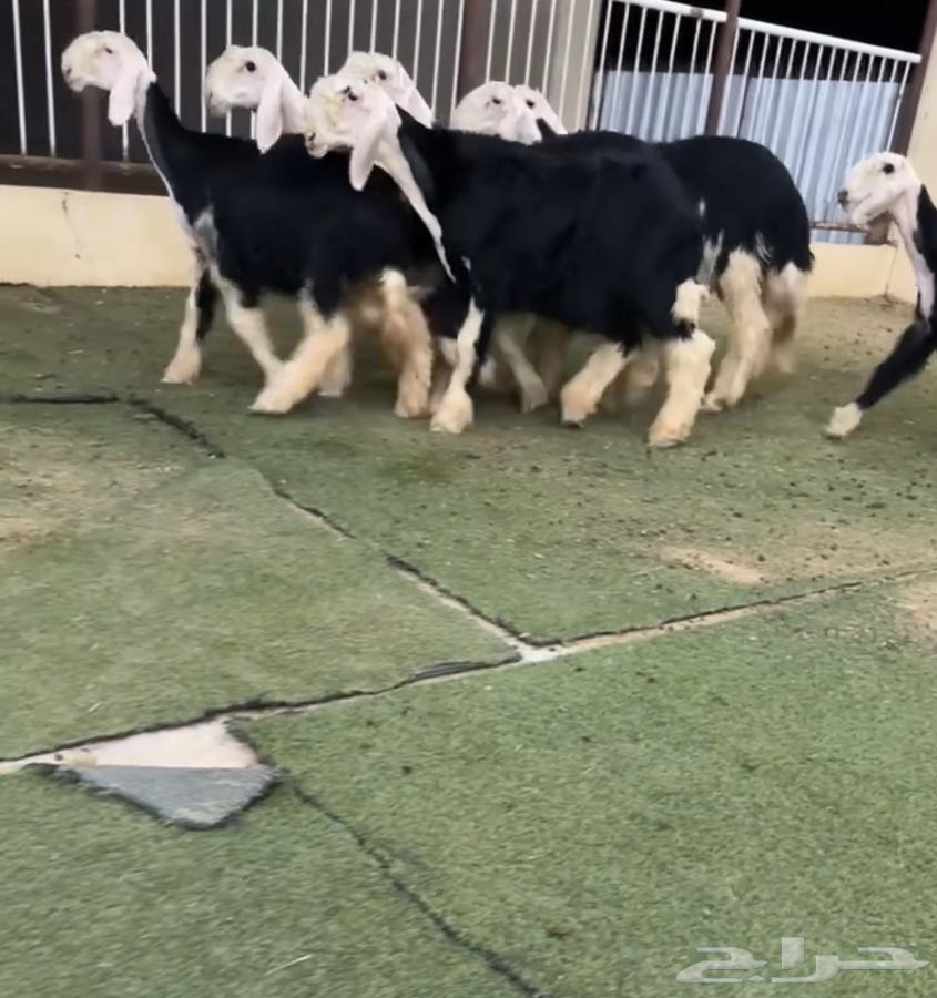 رخال نجد64406457900419110