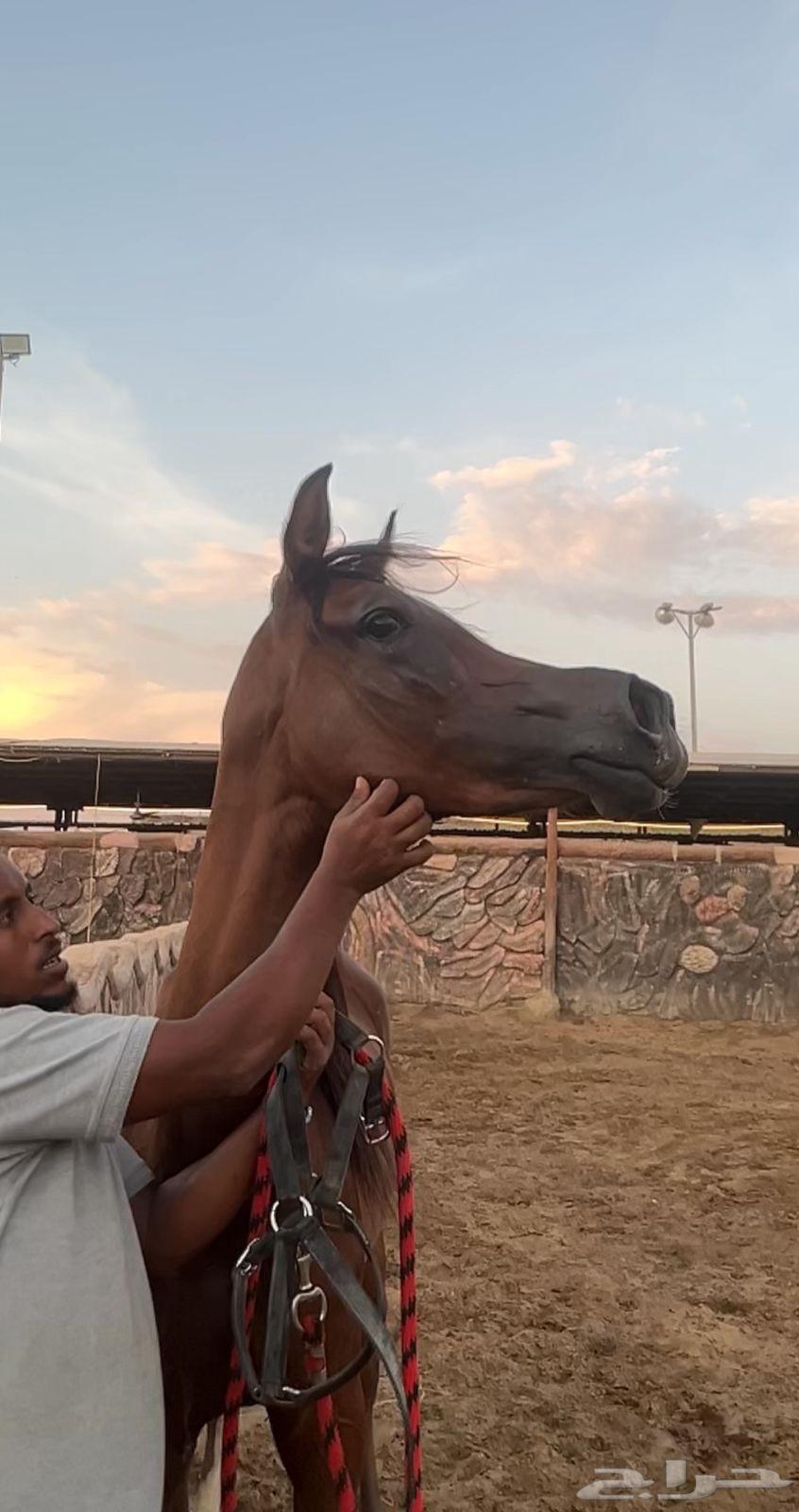 Luxurious and beautiful mare with a reasonable price64406054675329110