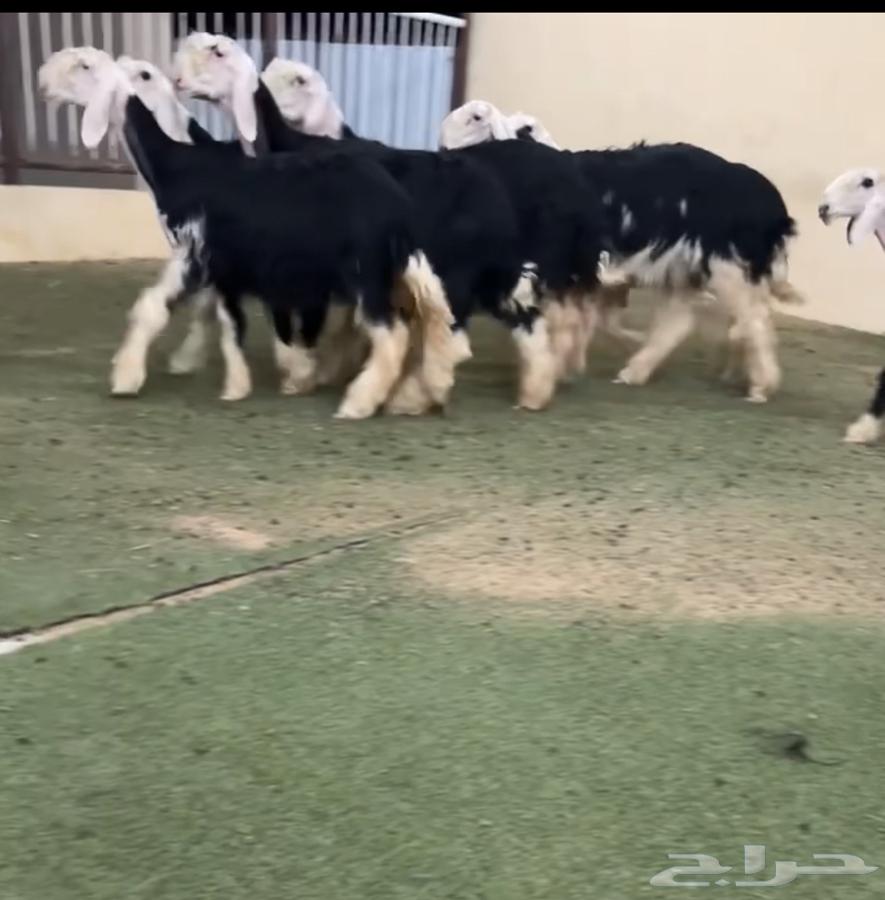 رخال نجد64406457900419111