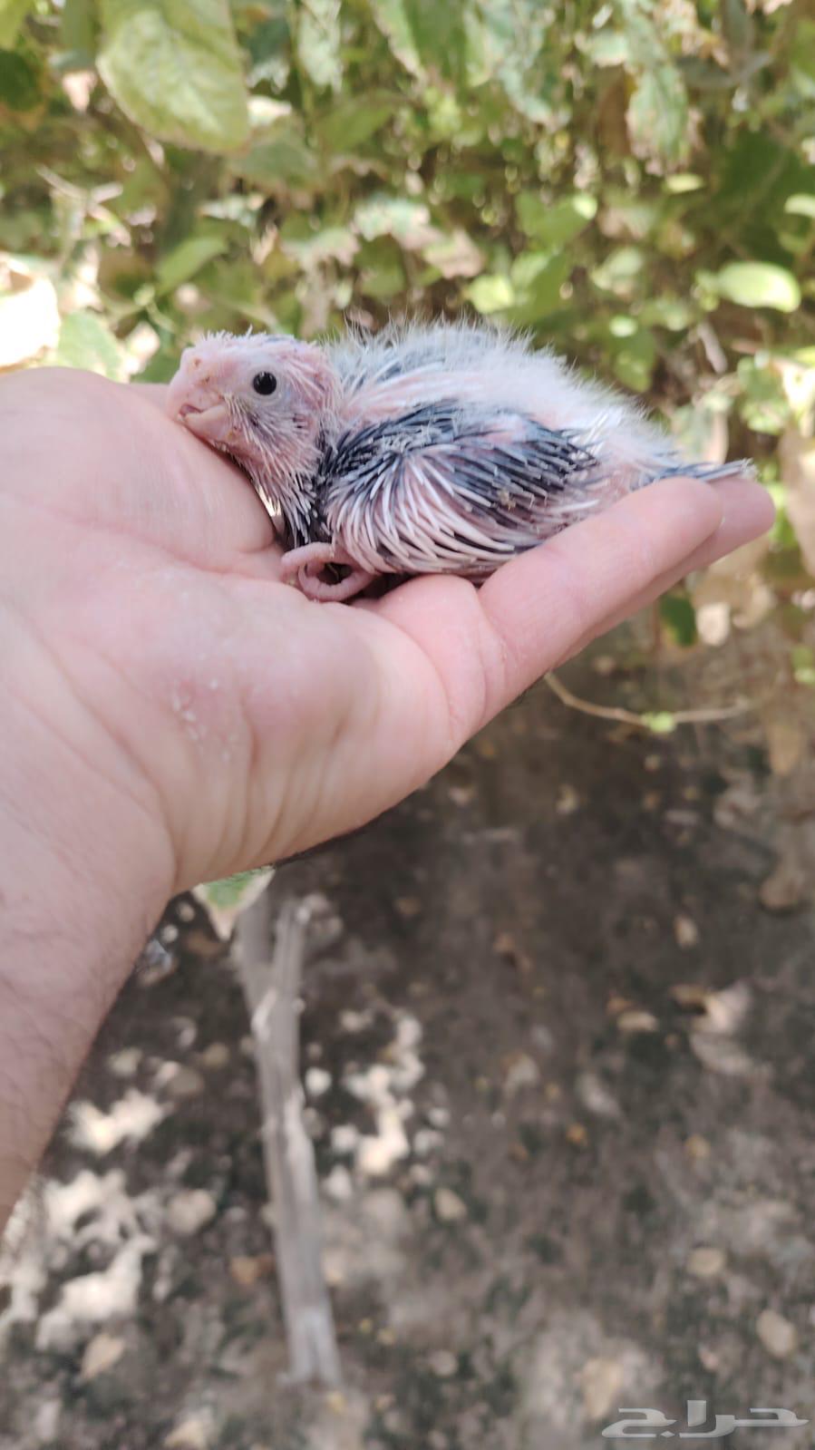 فرخ كروان بايد هولندي تصنيف ولون مميز64407140345731111