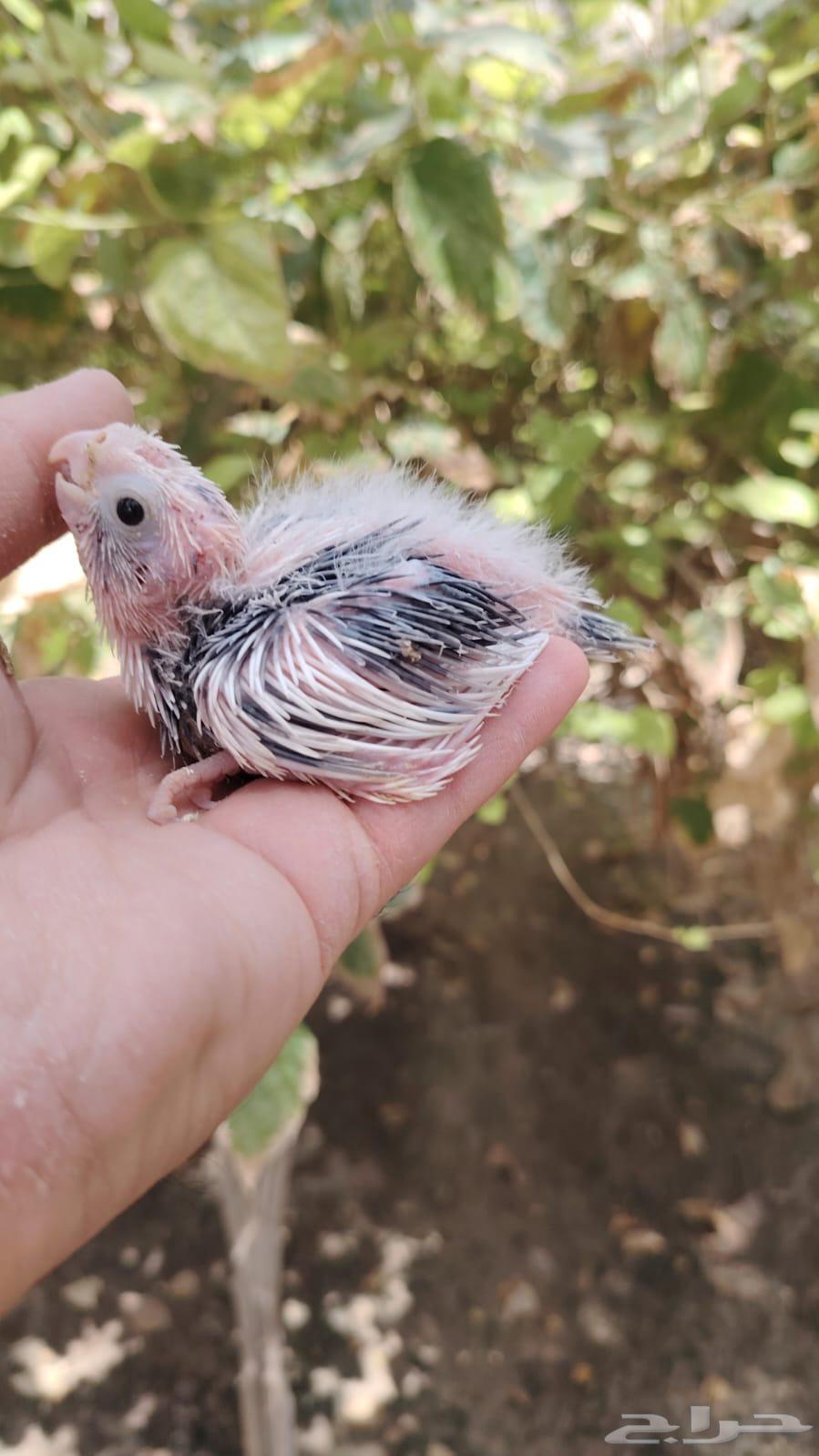 فرخ كروان بايد هولندي تصنيف ولون مميز64407140345731110