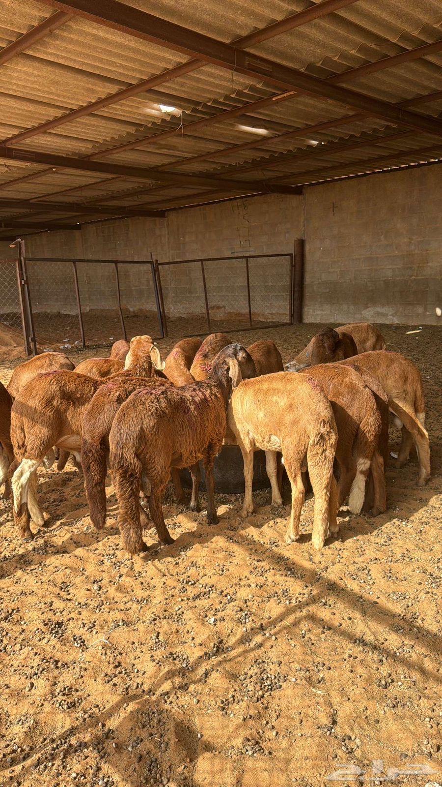 للبيع سواكن حمري تربيه ( تم البيع )64405902339971110