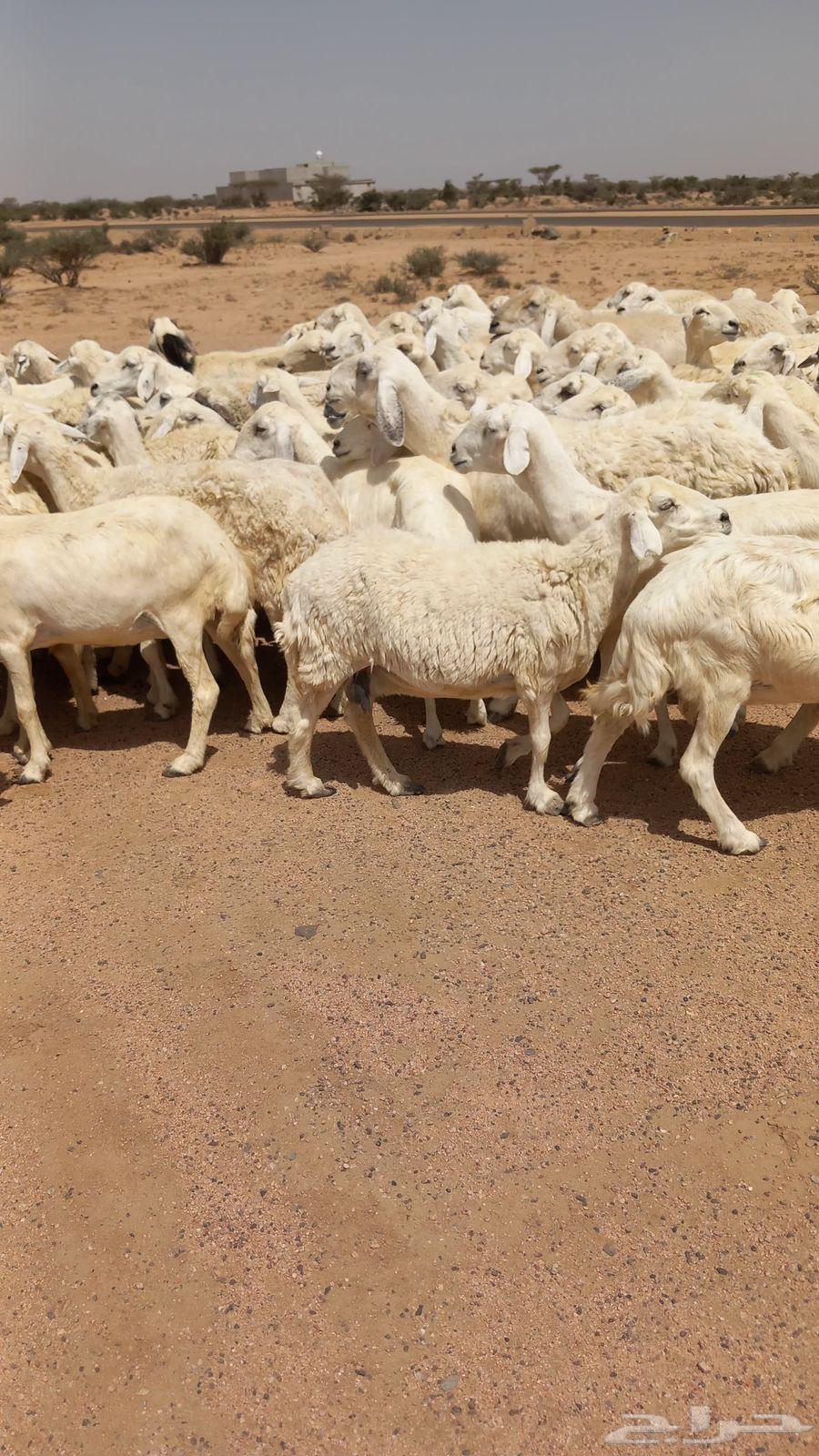 One grazing area good sheep64407964939649112