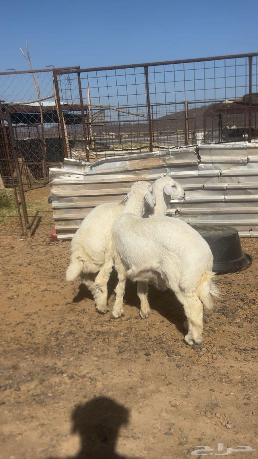 طليان جبره كبار64406820888961110