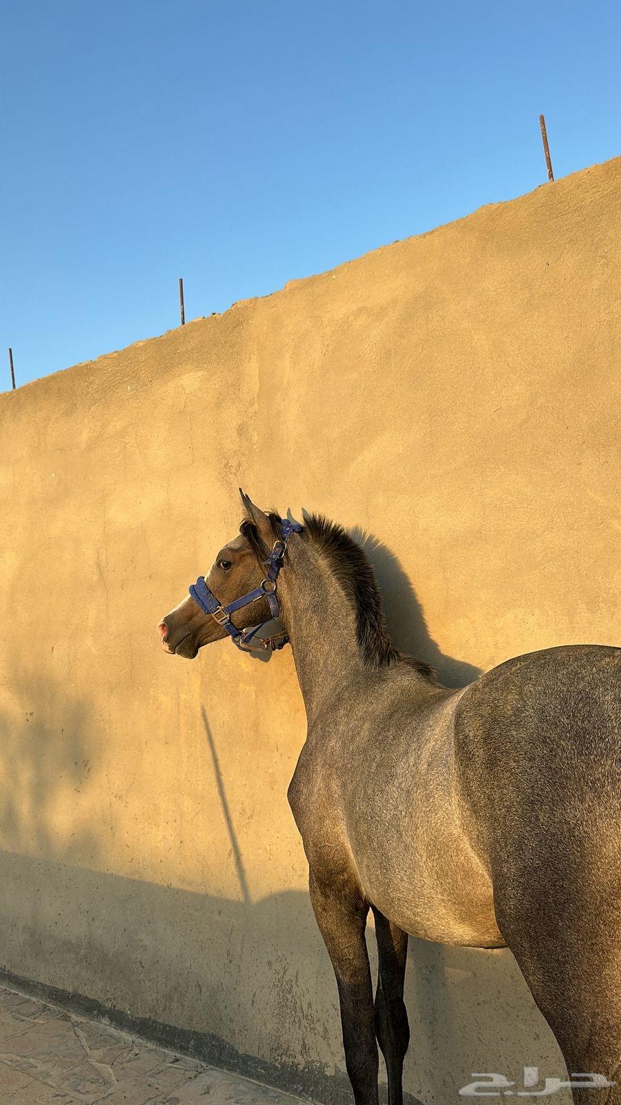 مهر عربي مزيييون بكامل اوراقه64408287074051110