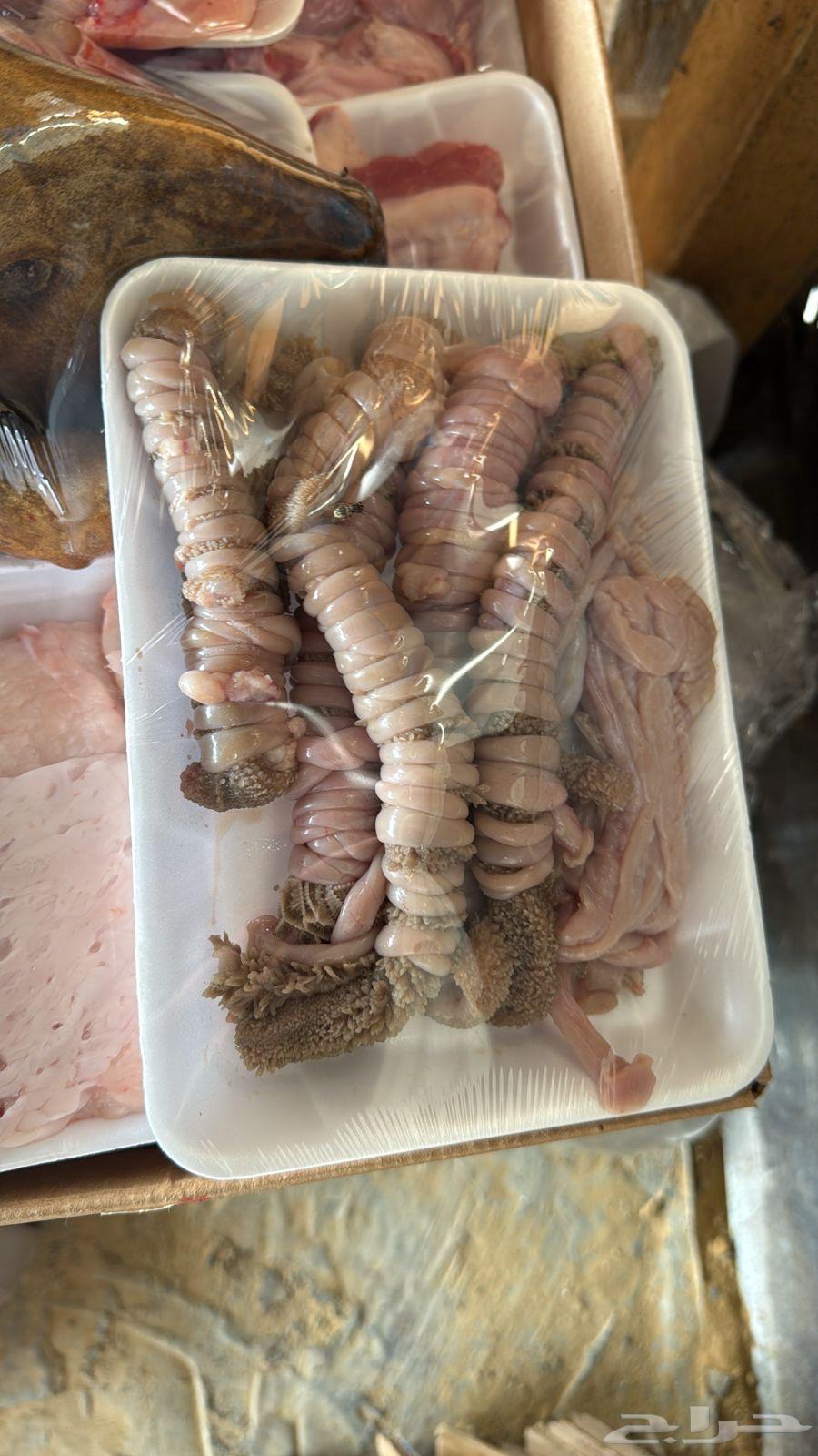 Sheep Slaughter Fresh64407628412675114