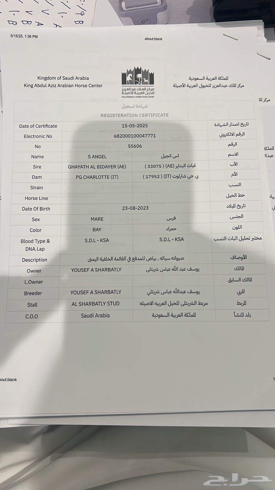 Luxurious and beautiful mare with a reasonable price64406054675329114