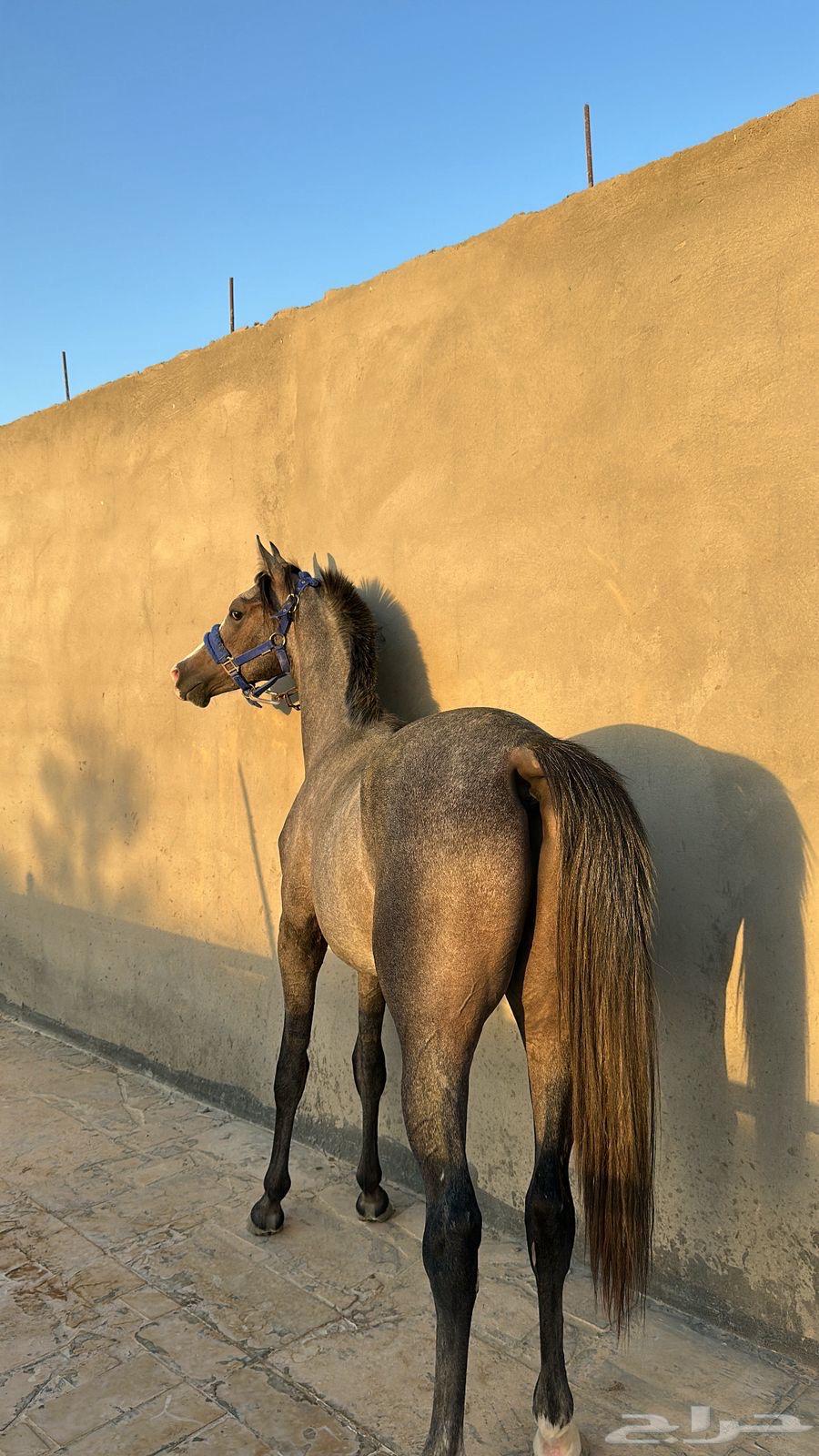 مهر عربي مزيييون بكامل اوراقه64408287074051111