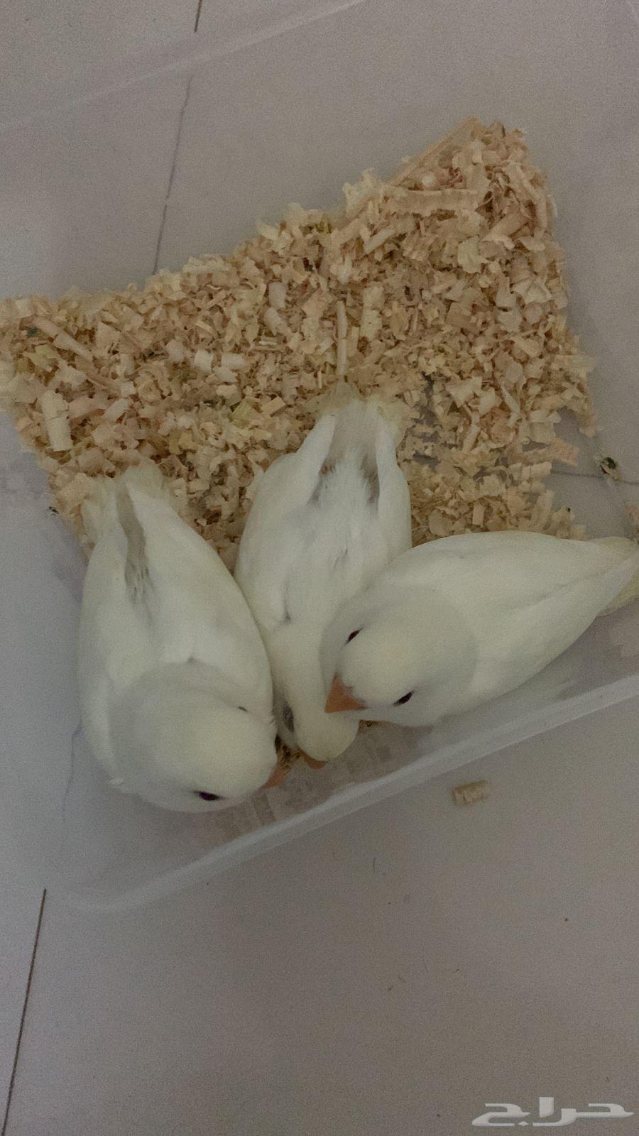 طيور روز كريميينو (ألوان نادرة) للبيع إنتاج منزلي تم البيع64409087620995110