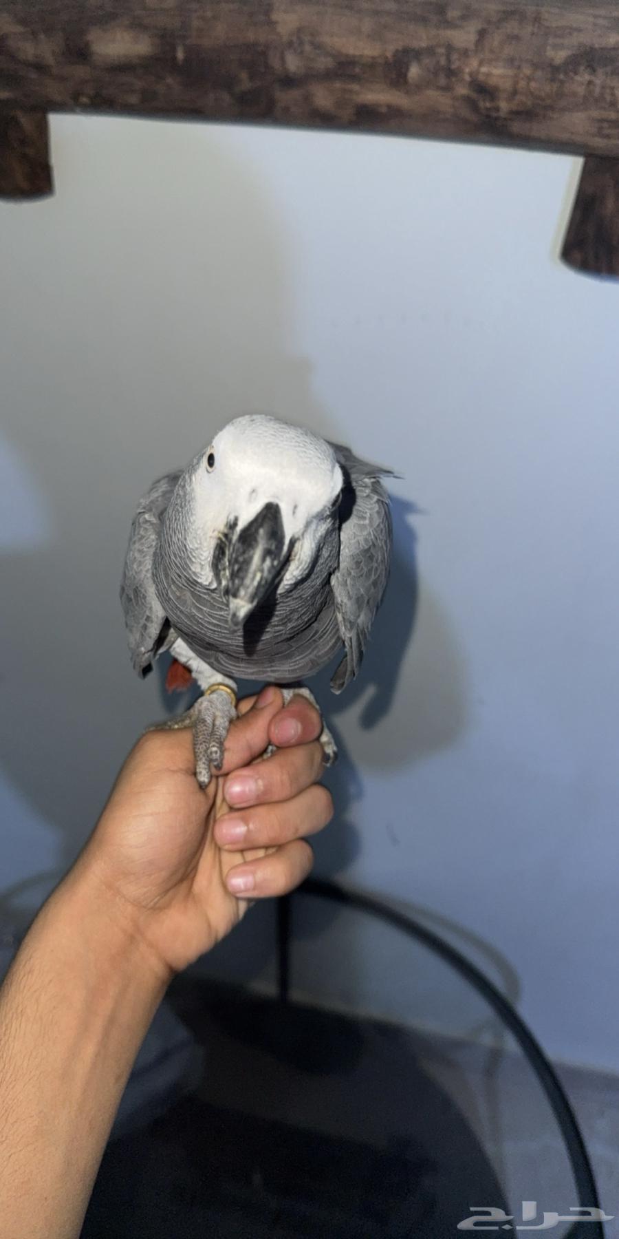 ببغاء كاسكو للبيع جده64409394330883114