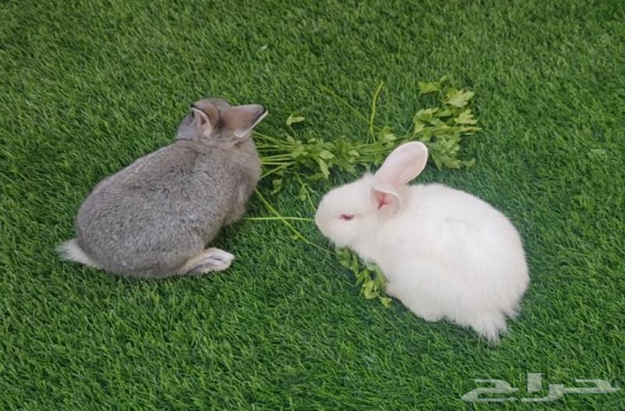 ارانب للبيع لاعلى سوم64408230464897110