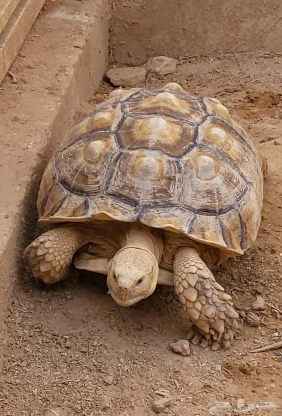 Turtles64408202580227114