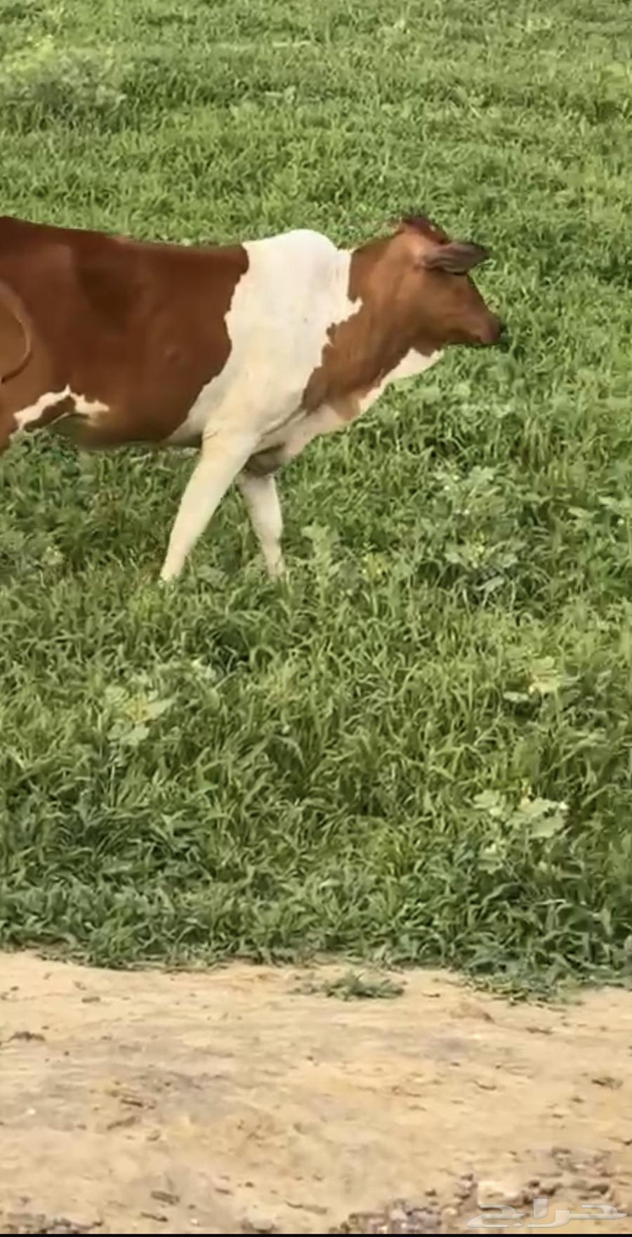 تم البيع64405167267075110