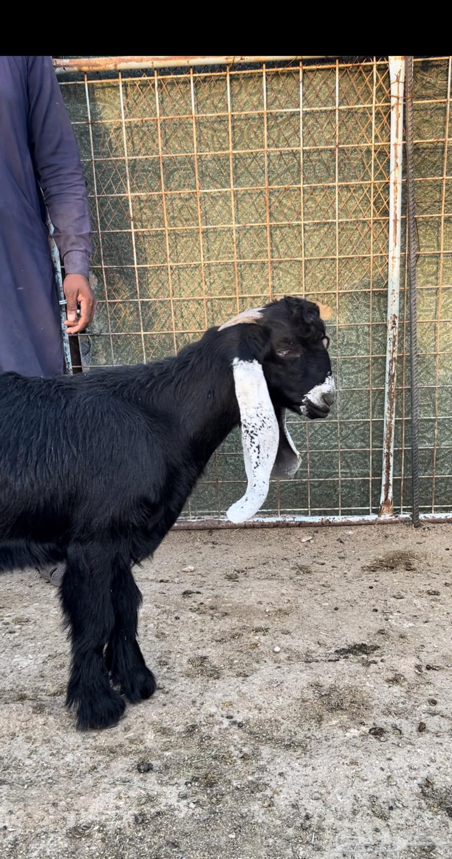 Tays Project Fahl64410934430721110