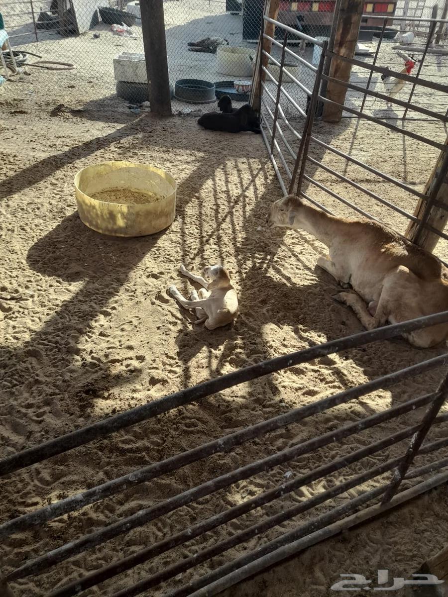 رغوث سديس سواكنيه تحتها خروف64405805668226110