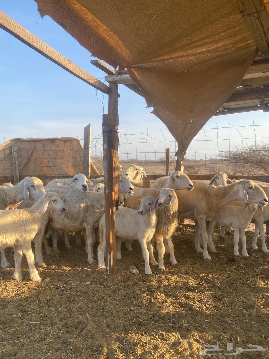 للبيع ضأن حريه ولد بهمها ذبايح64411915540993110