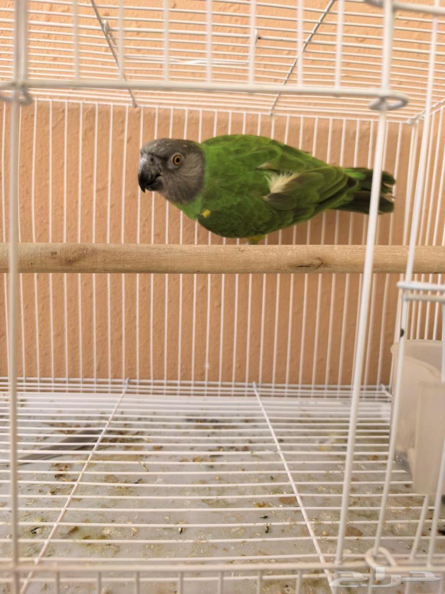 Senegalese female (YoYo) producer and analyzer with analysis certificate64410566710529110