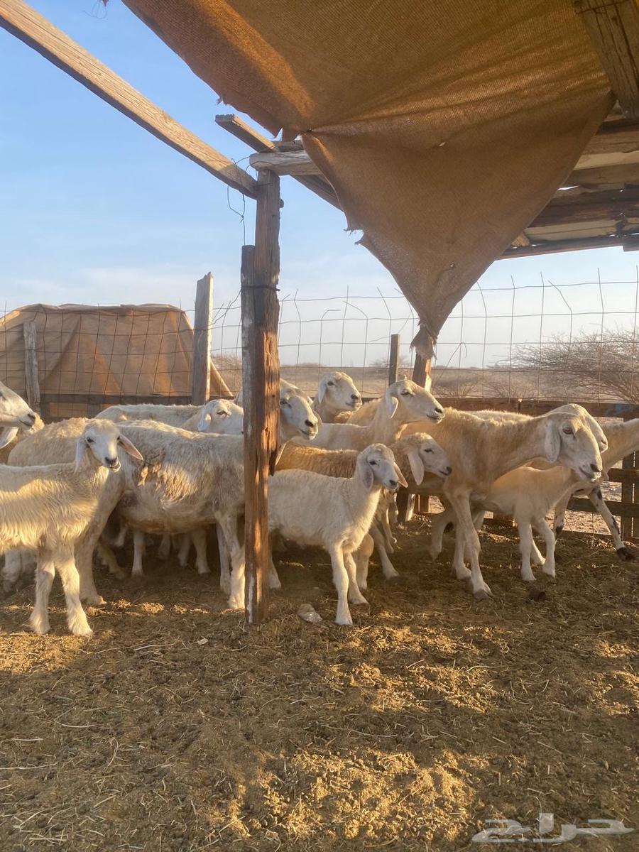 للبيع ضأن حريه ولد بهمها ذبايح64411915540993111