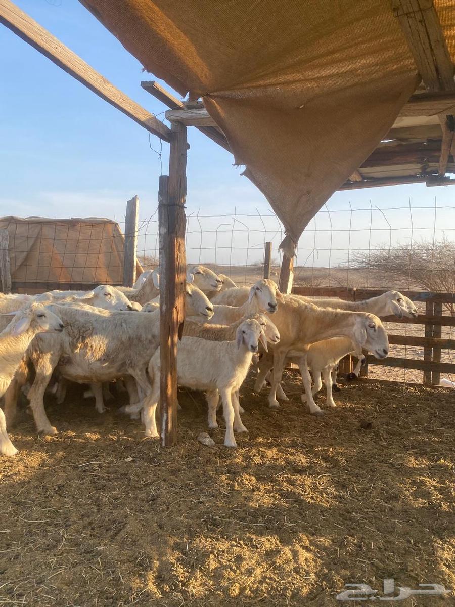 للبيع ضأن حريه ولد بهمها ذبايح64411915540993112