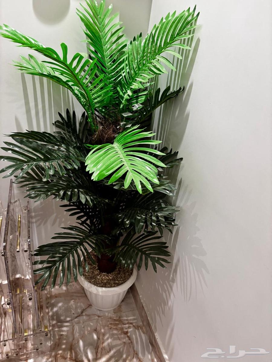 New sofa, service tables, and carpet .. living room64408836562946113