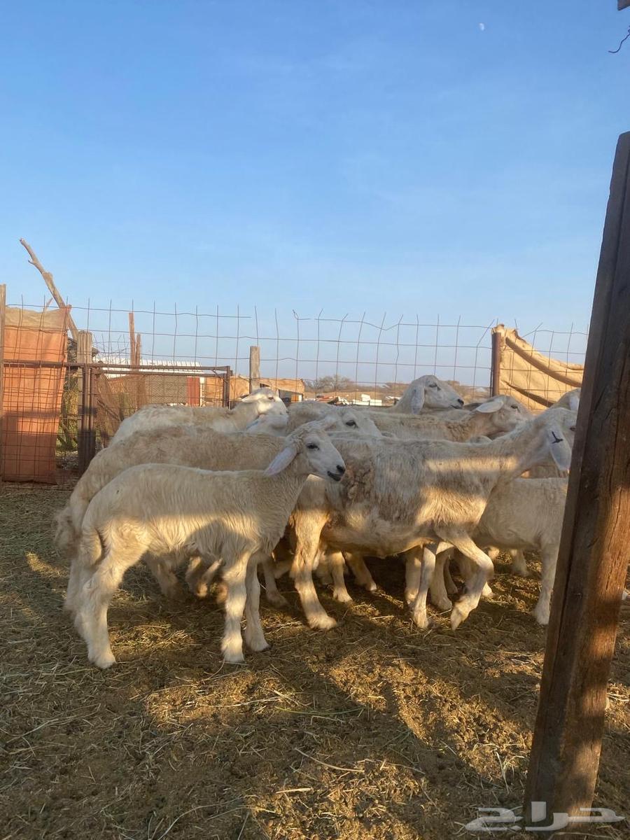 للبيع ضأن حريه ولد بهمها ذبايح64411915540993114