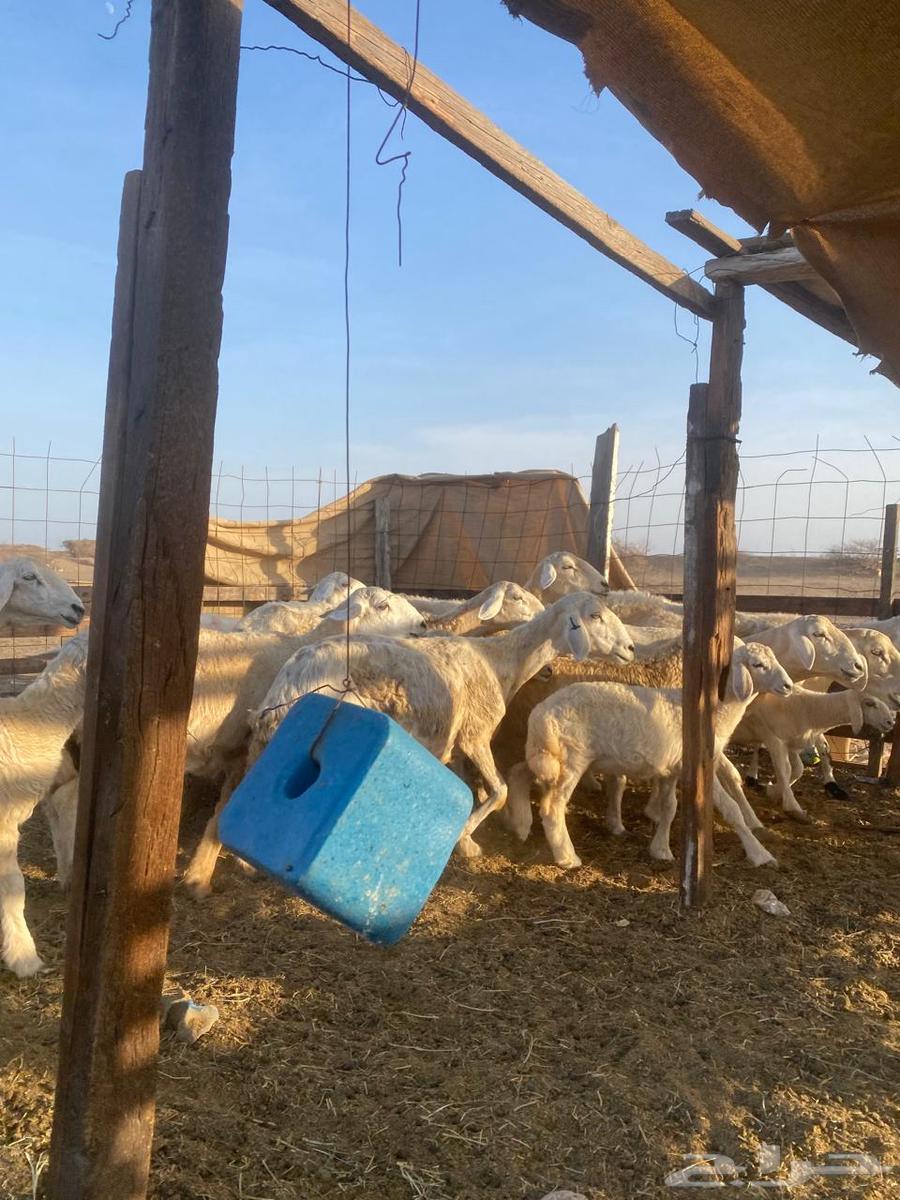 للبيع ضأن حريه ولد بهمها ذبايح64411915540993113