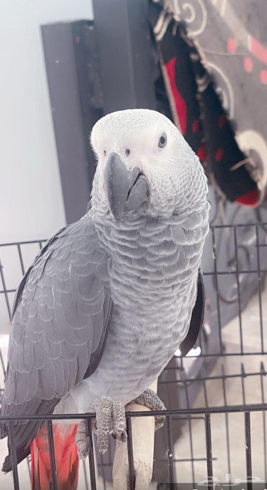 كاسكو هدد نشبه64408329606787110