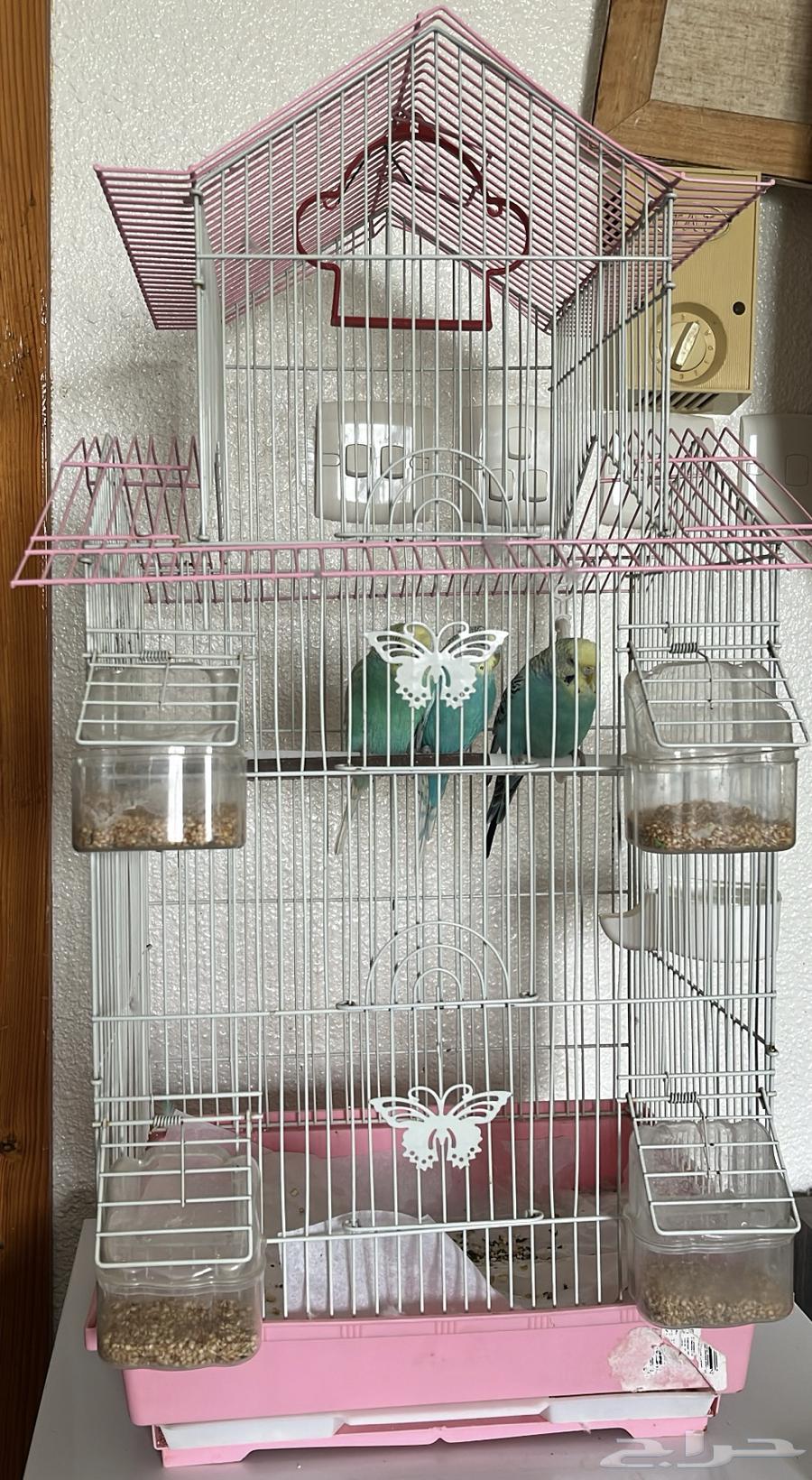 طيور الحب64407628514690112