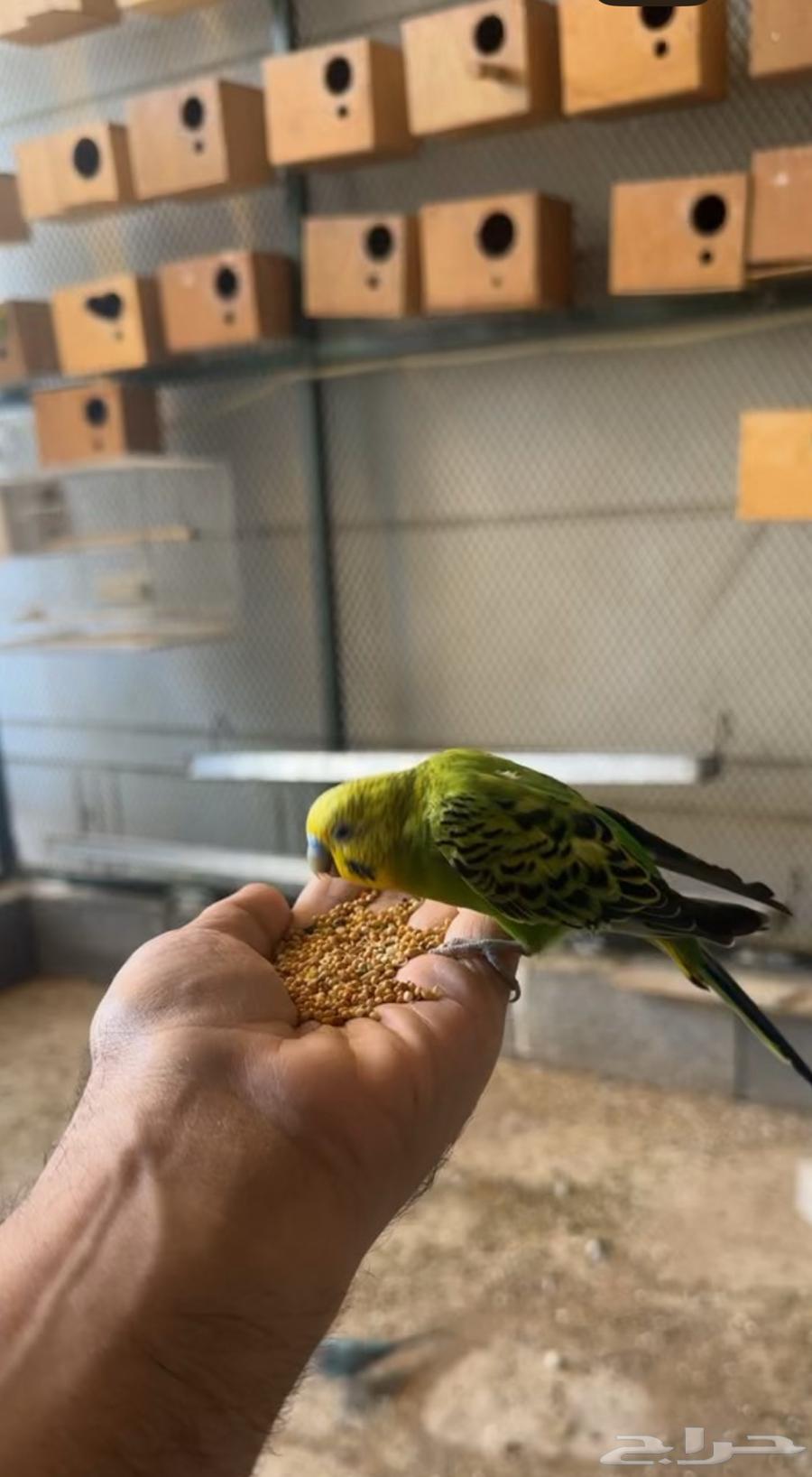 للبيع بادجي وكروان جملة64407993475201110