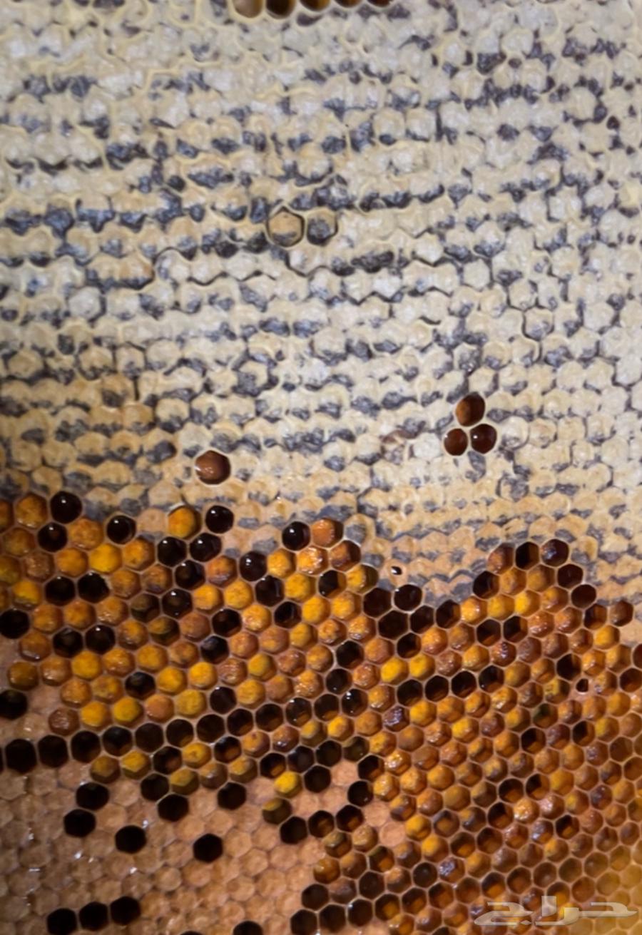 عسل طلح عرض اليوم الوطني 195 للكيلو64409602617346111