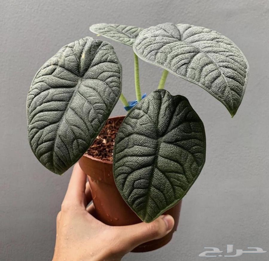 Showcase of a Unique Collection of 50 Plants64414686906498113