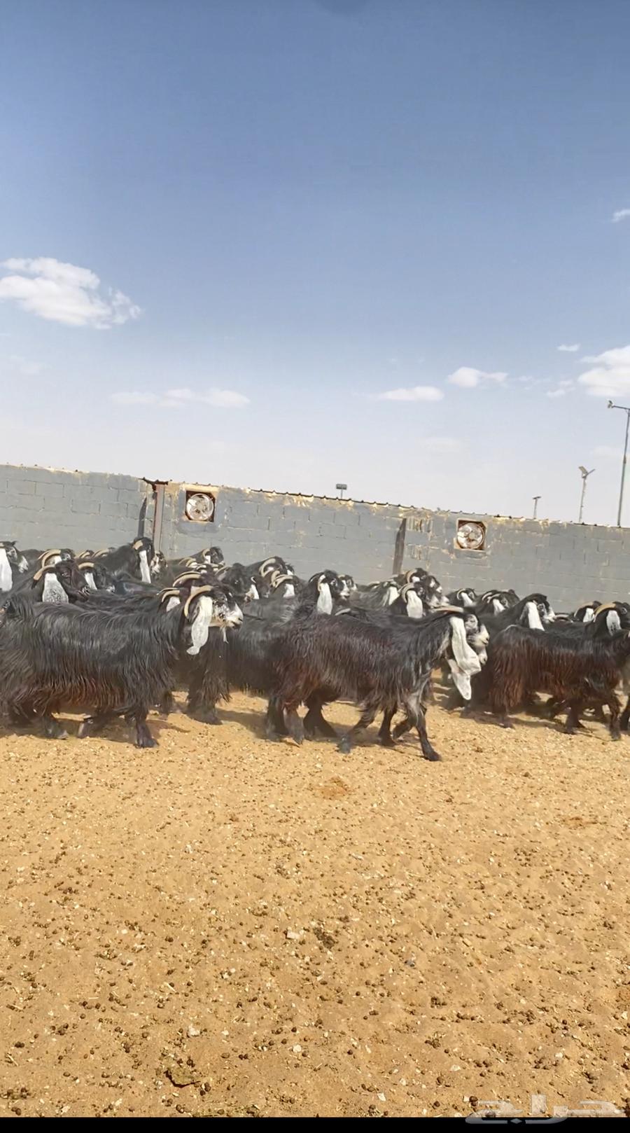 Goat rams of type number 10264408610174338111