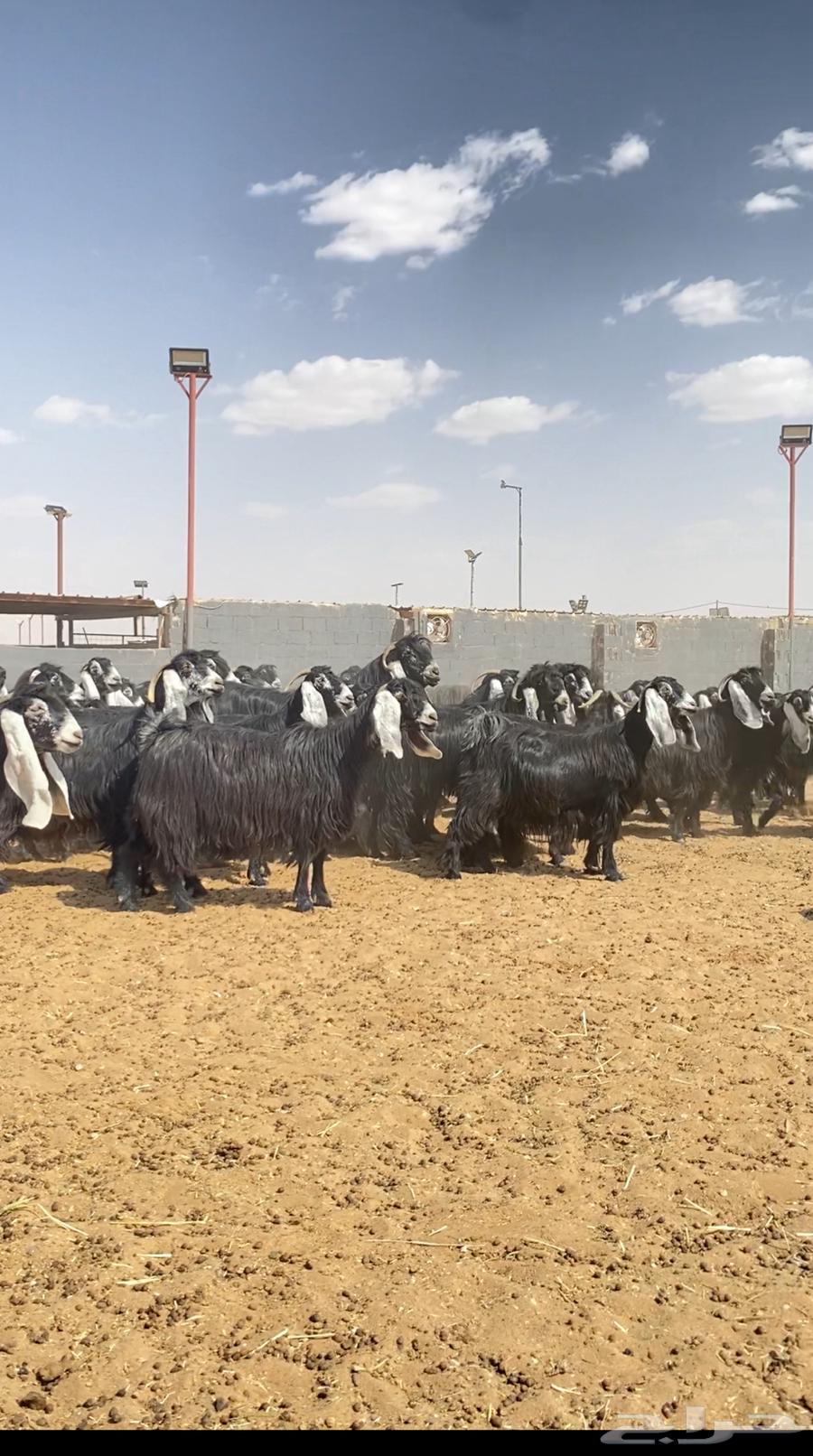 Goat rams of type number 10264408610174338113